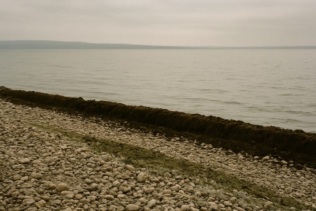 Kiesstrand mit einem langen Wall angespülter, verrottender dunkelgrüner Algen