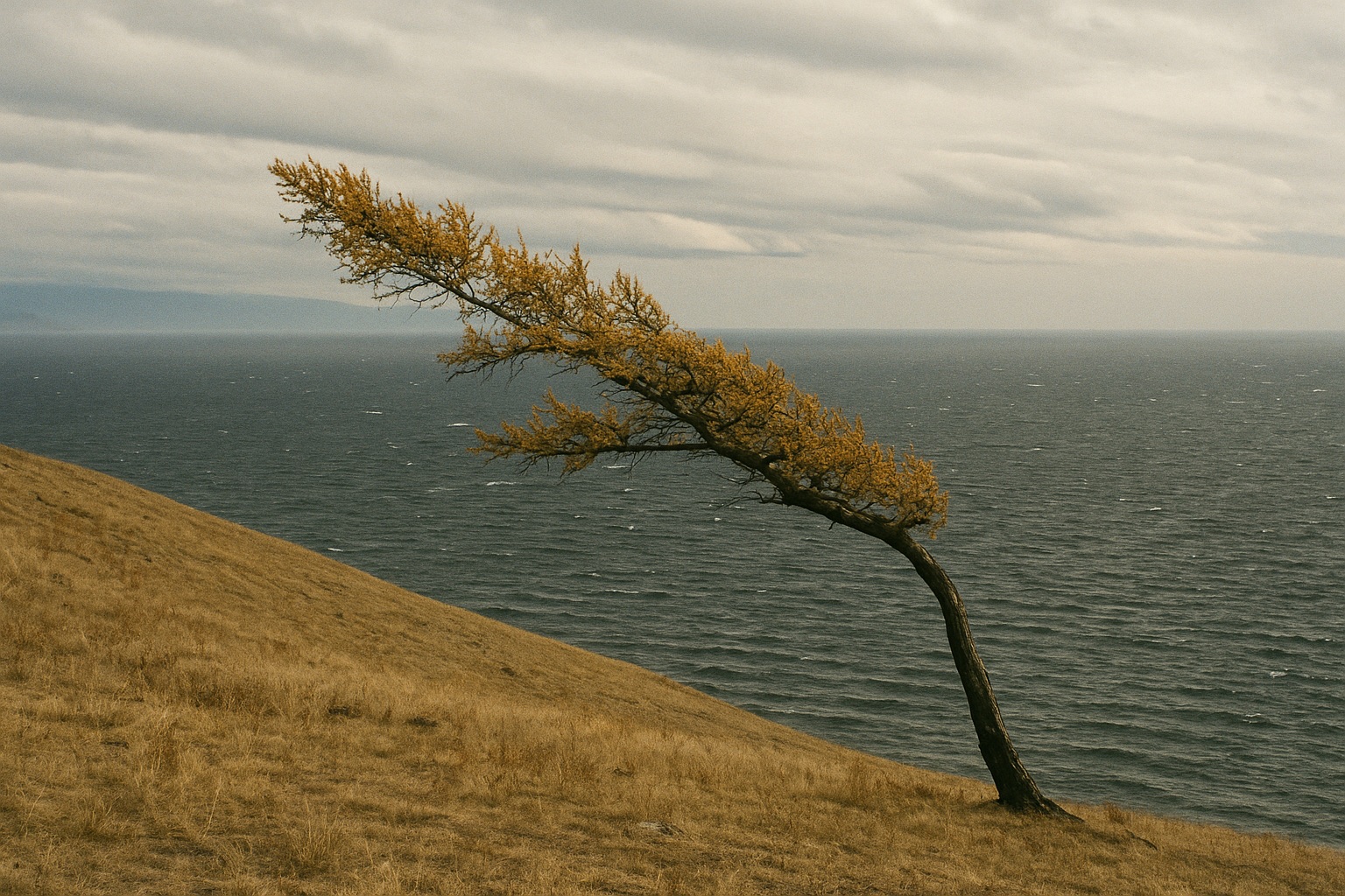 Vom Wind einseitig gebeugte Lärche auf einem Steppenhang über dem See mit Schaumkronen